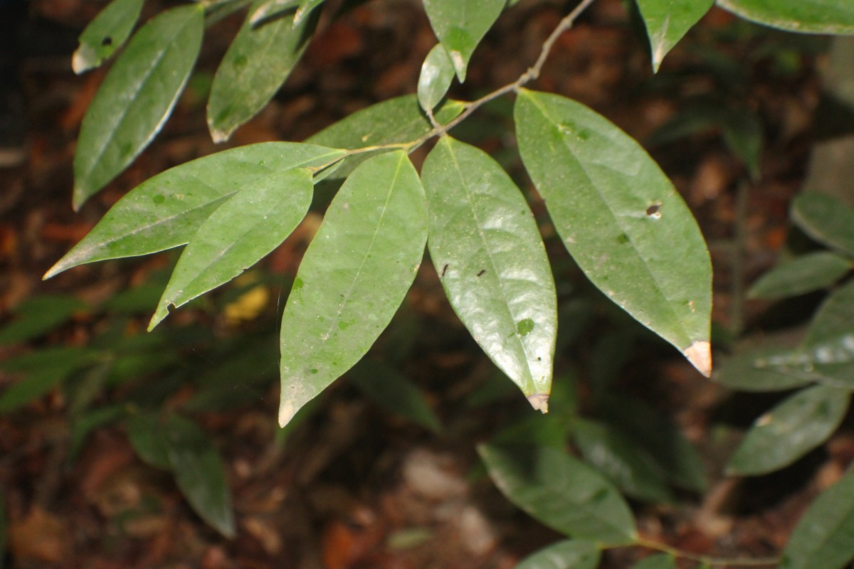 Polyalthia persicifolia (Hook.f. & Thomson) Bedd.